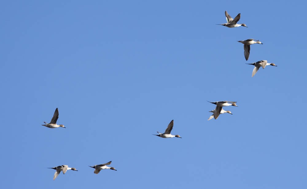 ostralka štíhlá - ML646759870