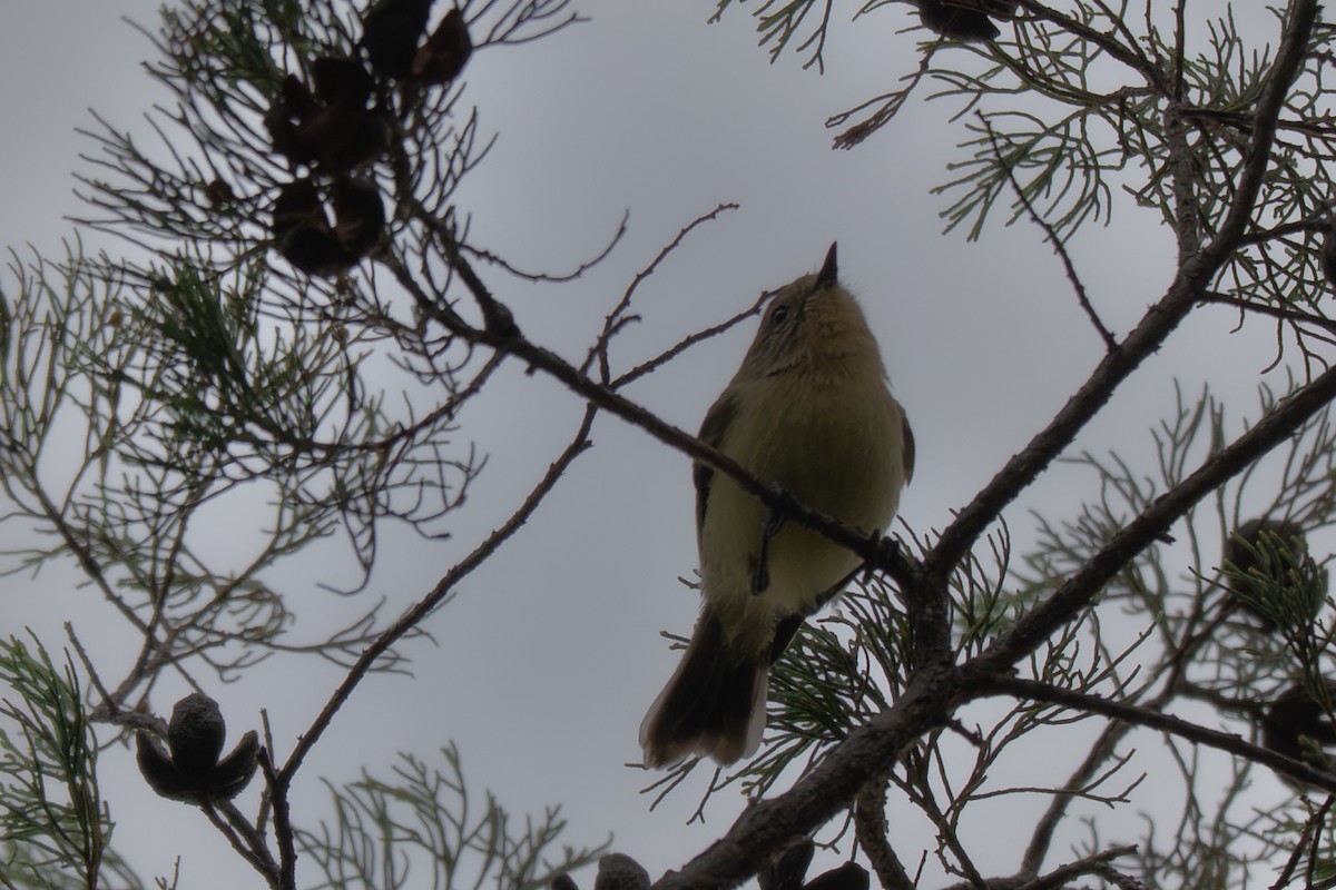 Gelbbauch-Dornschnabel - ML646759871