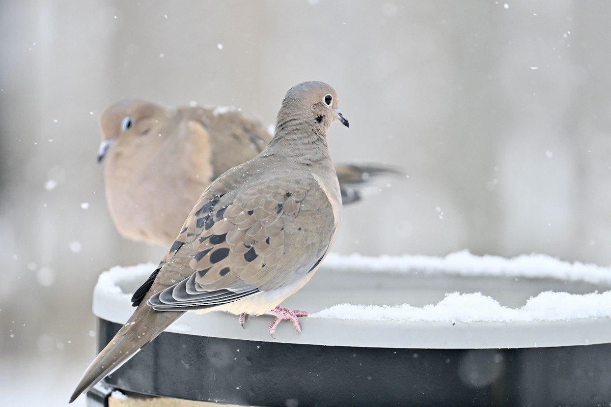 Плачущая горлица - ML646759872