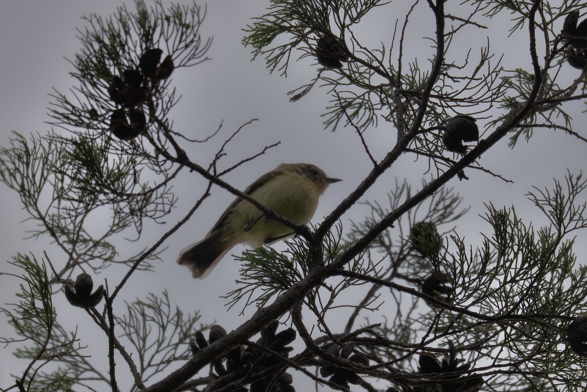 Gelbbauch-Dornschnabel - ML646759875