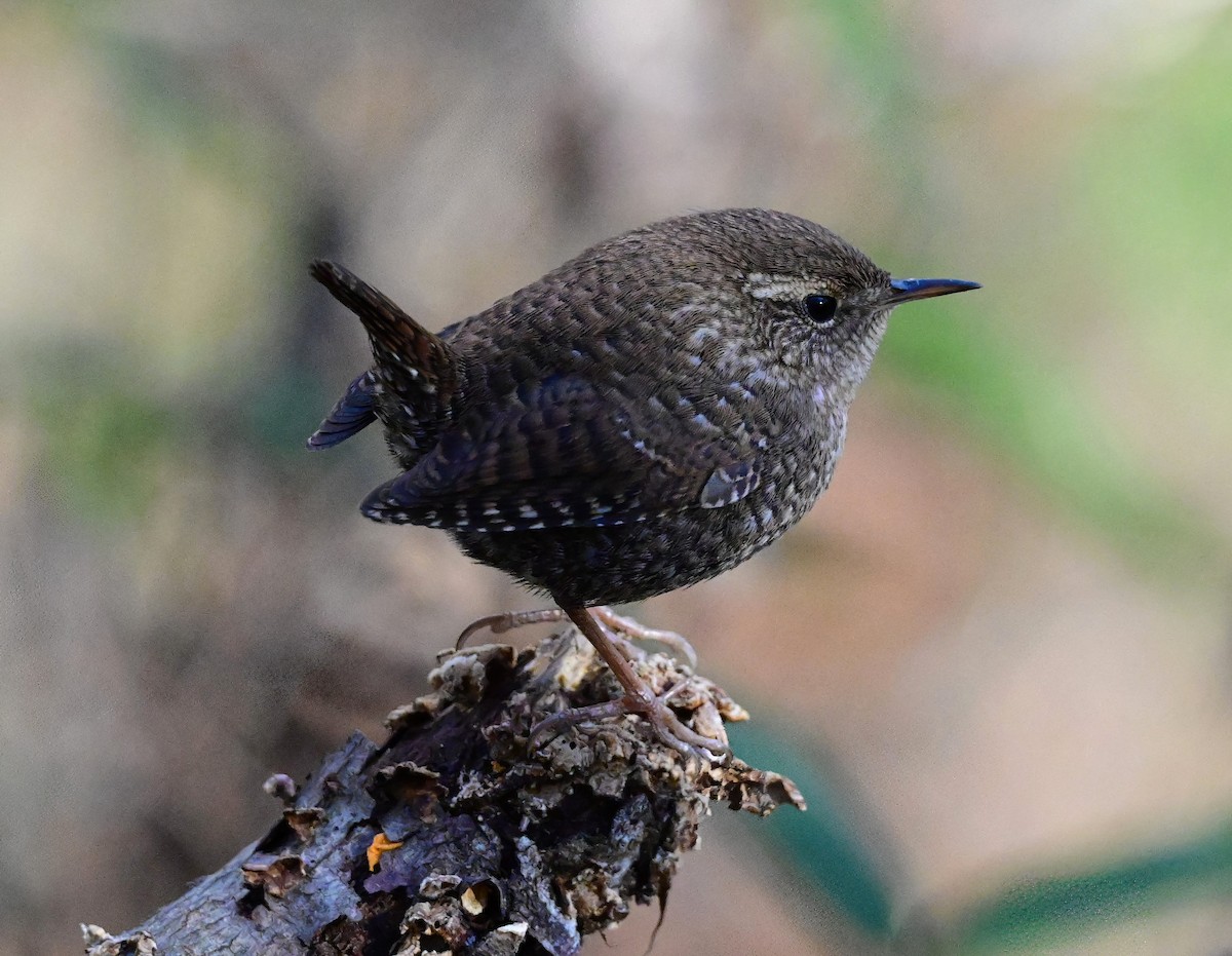 Волоочко канадське - ML646759877