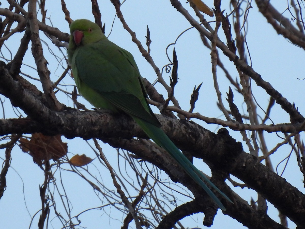 Попугай Крамера - ML646759879