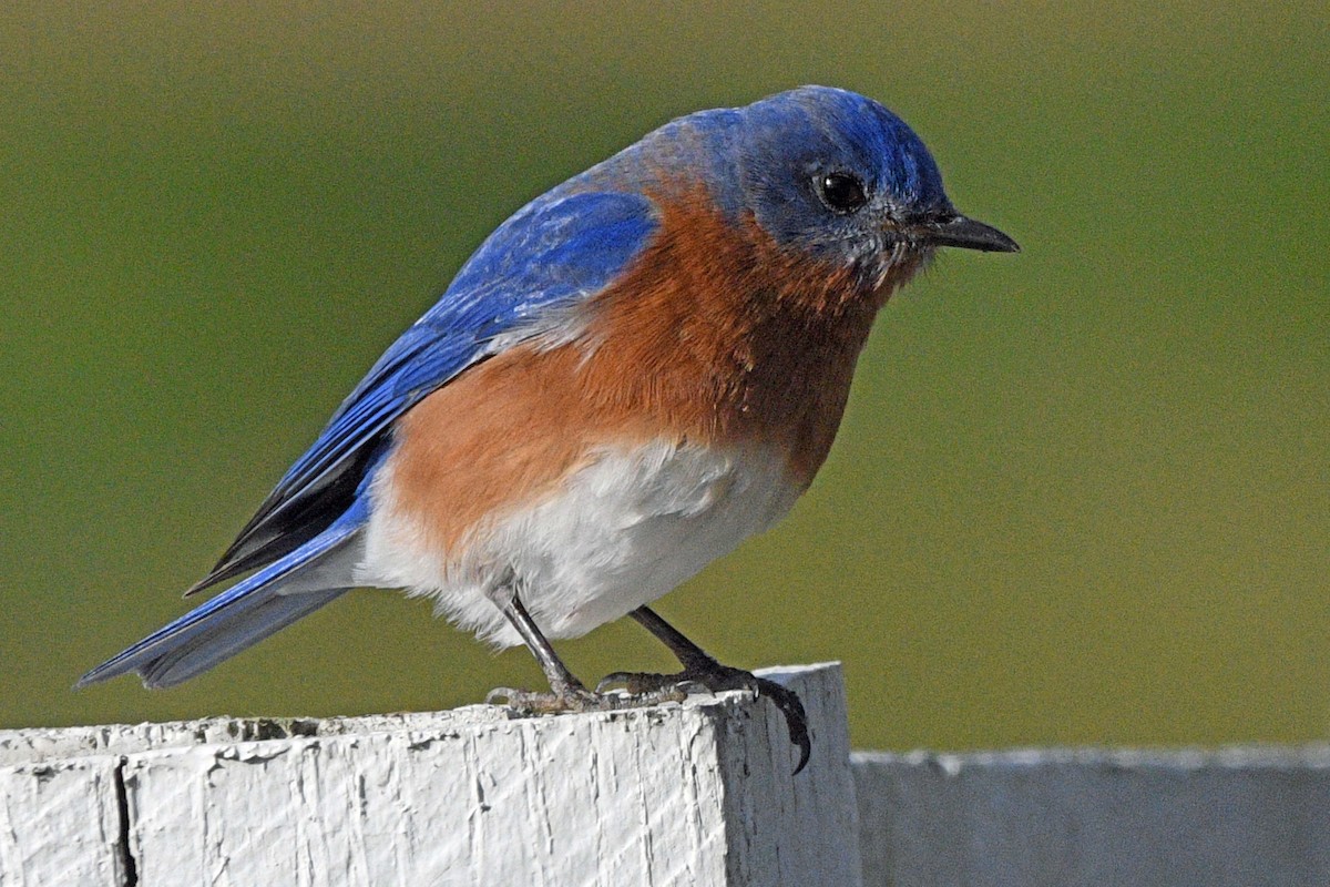 østblåfugl - ML646759880