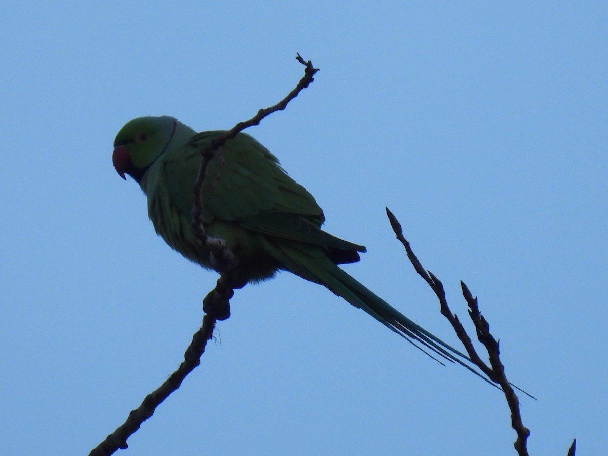 Попугай Крамера - ML646759885