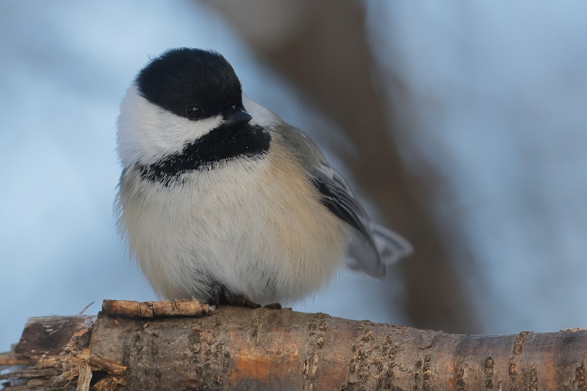 Гаїчка світлокрила - ML646759886