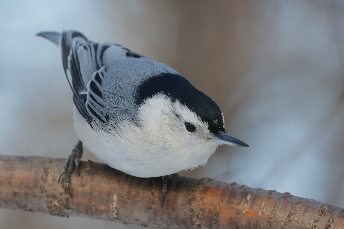 Weißbrustkleiber - ML646759888