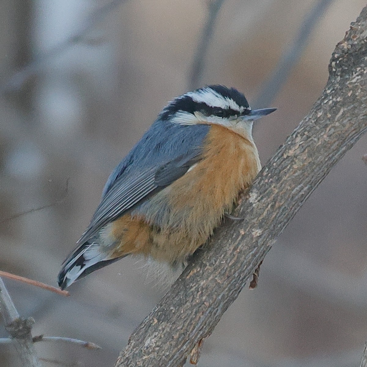 Rotbrustkleiber - ML646759889