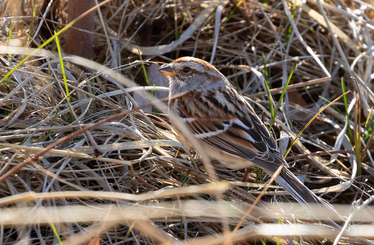 American Tree Sparrow - ML646759891