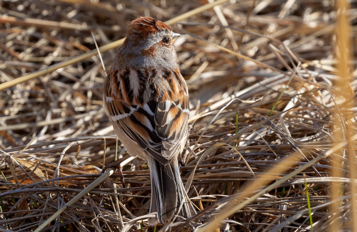 American Tree Sparrow - ML646759892