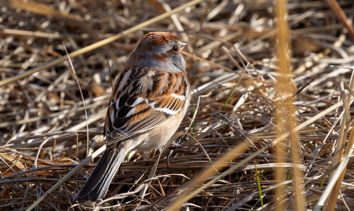 American Tree Sparrow - ML646759893
