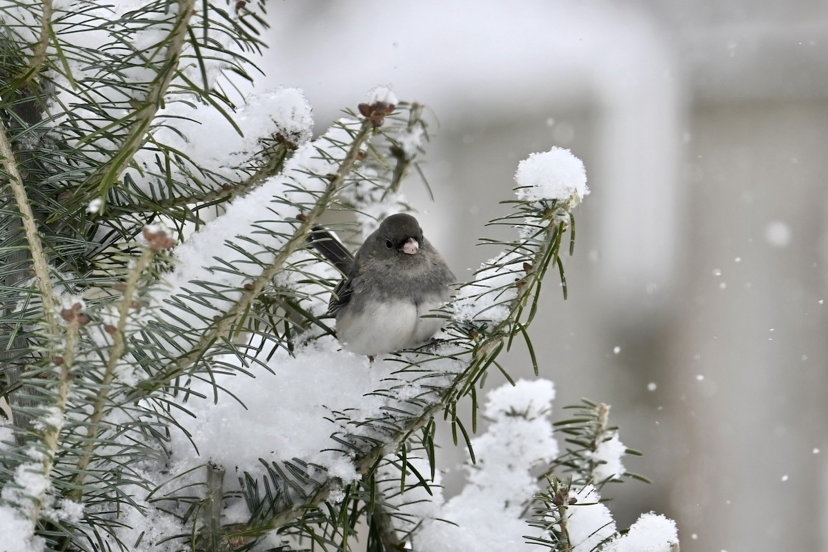 Серый юнко - ML646759896