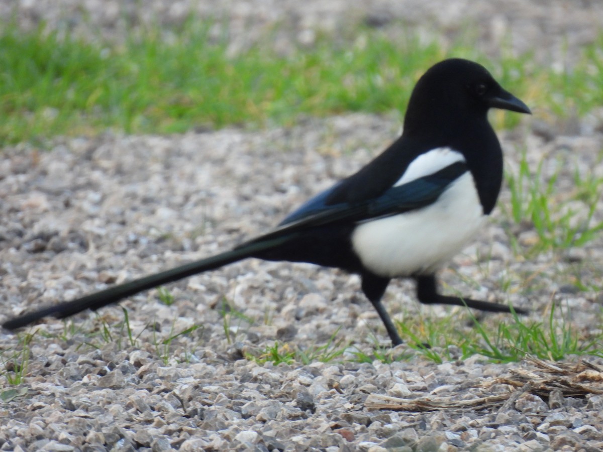 Сорока - ML646759898