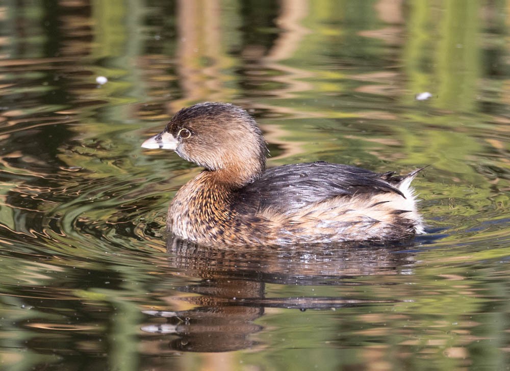 potápka americká - ML646759899