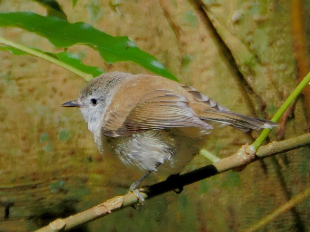 Brown Gerygone - ML646759900