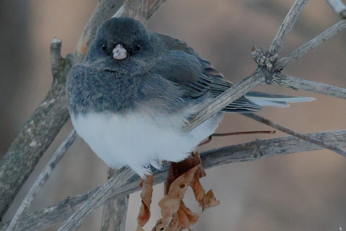 Winterammer - ML646759901