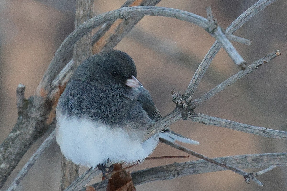 Winterammer - ML646759902