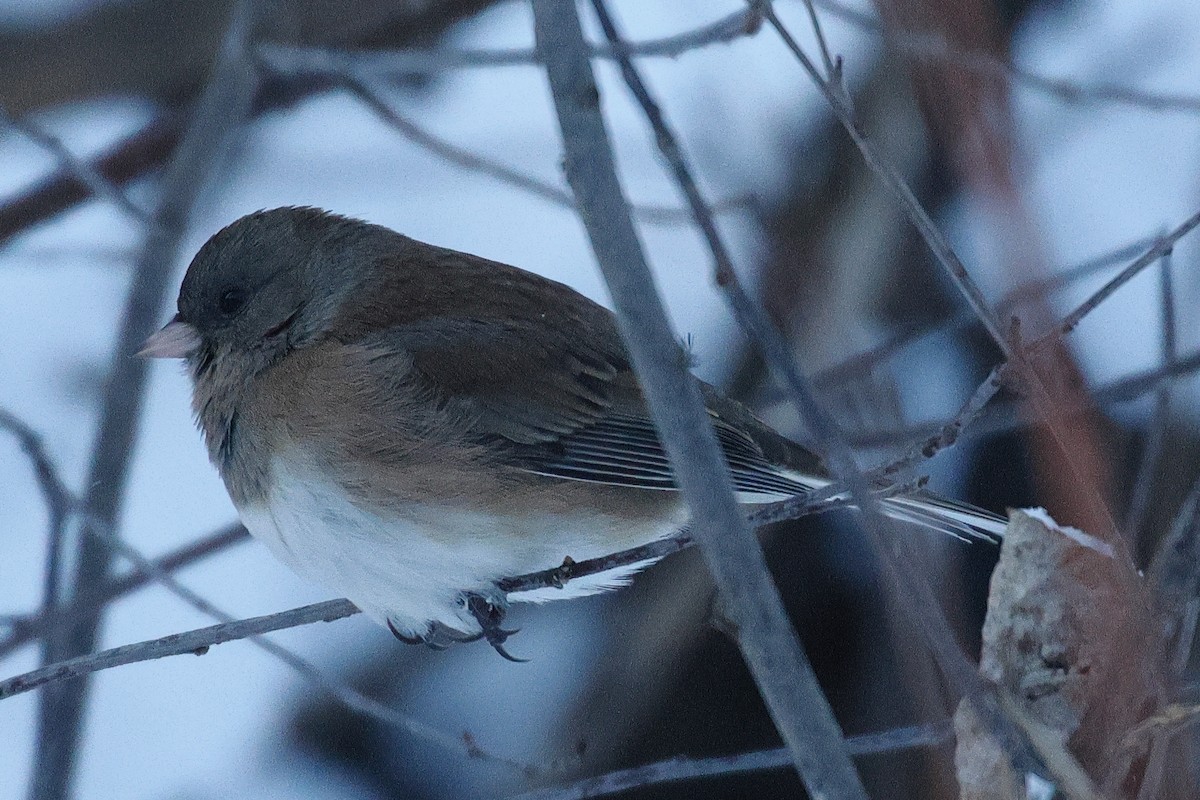 Winterammer - ML646759903