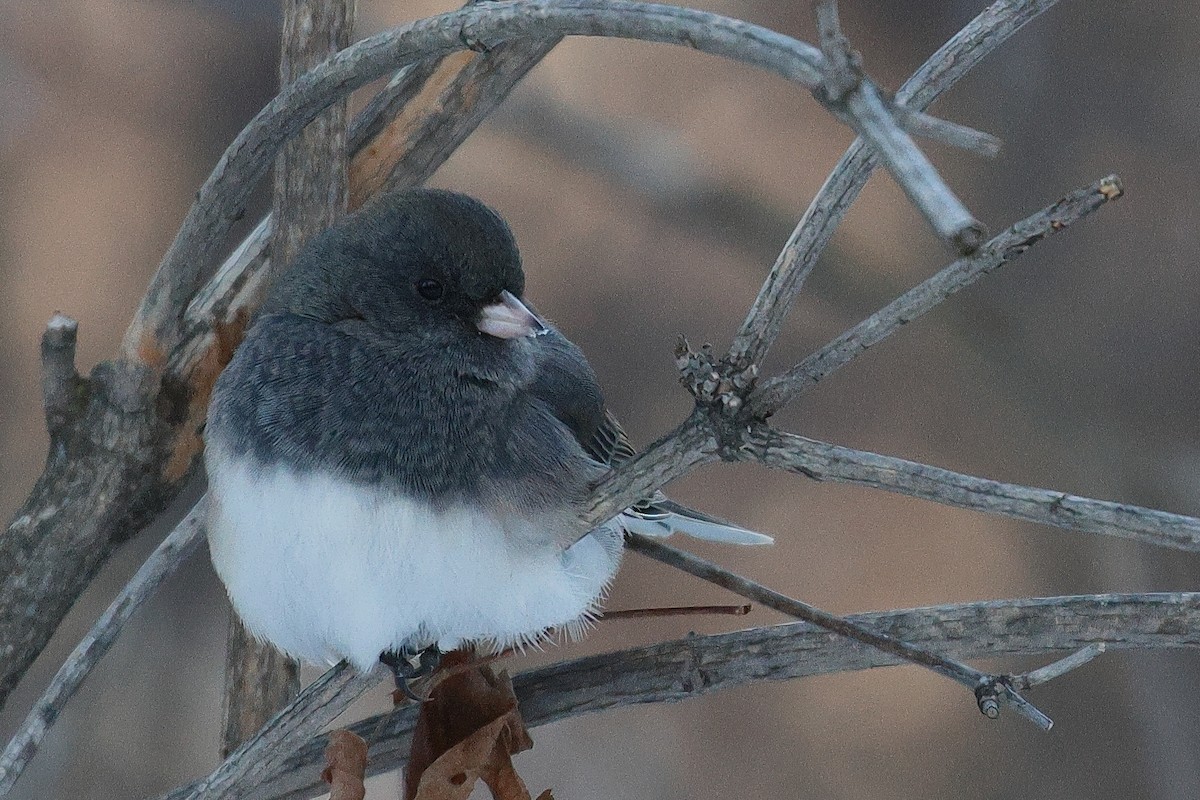 Winterammer - ML646759904