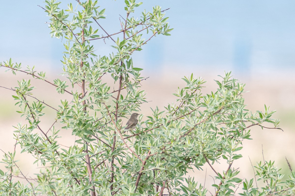 Mosquitero Musical - ML646759905