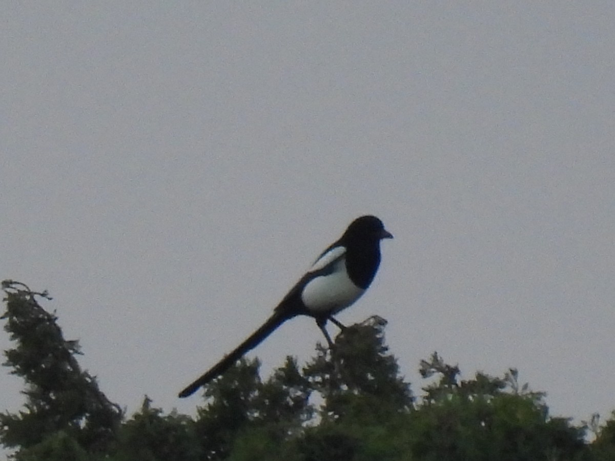 Сорока - ML646759906