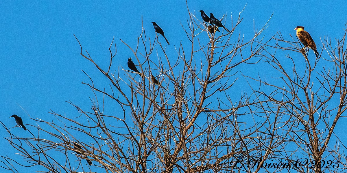Great-tailed Grackle (Great-tailed) - ML646759907