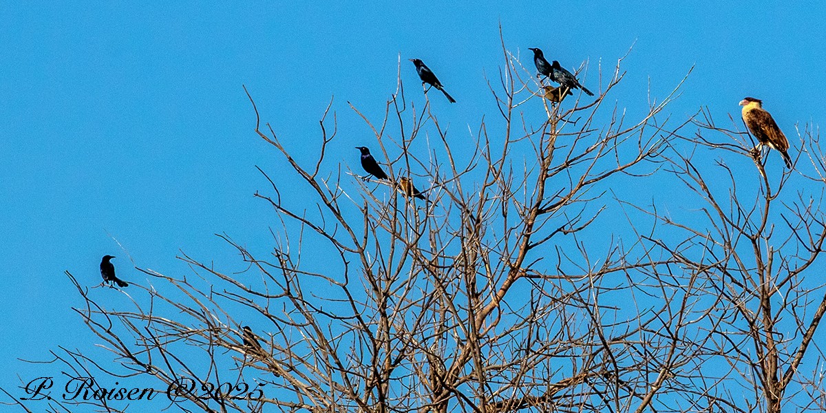 Great-tailed Grackle (Great-tailed) - ML646759908