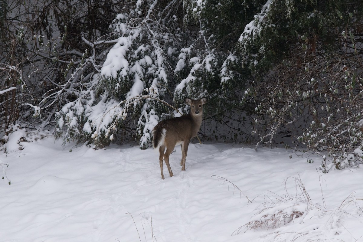 Mammals - ML646759909