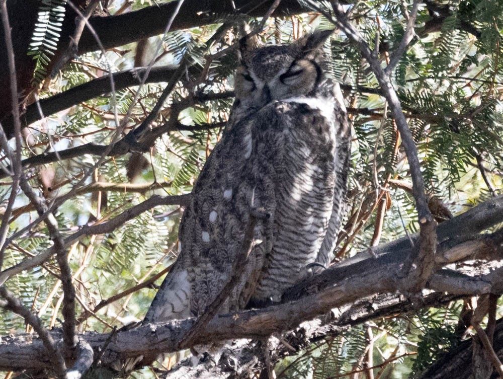 výr virginský - ML646759910