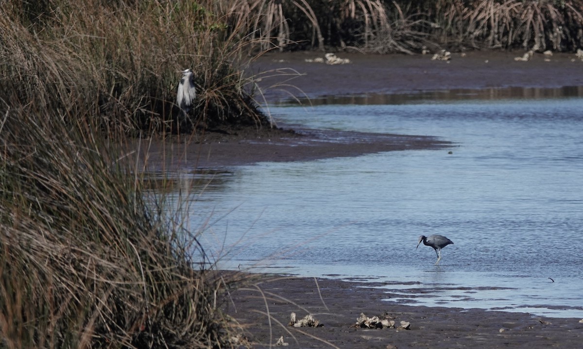 לבנית כחולה קטנה - ML646759911