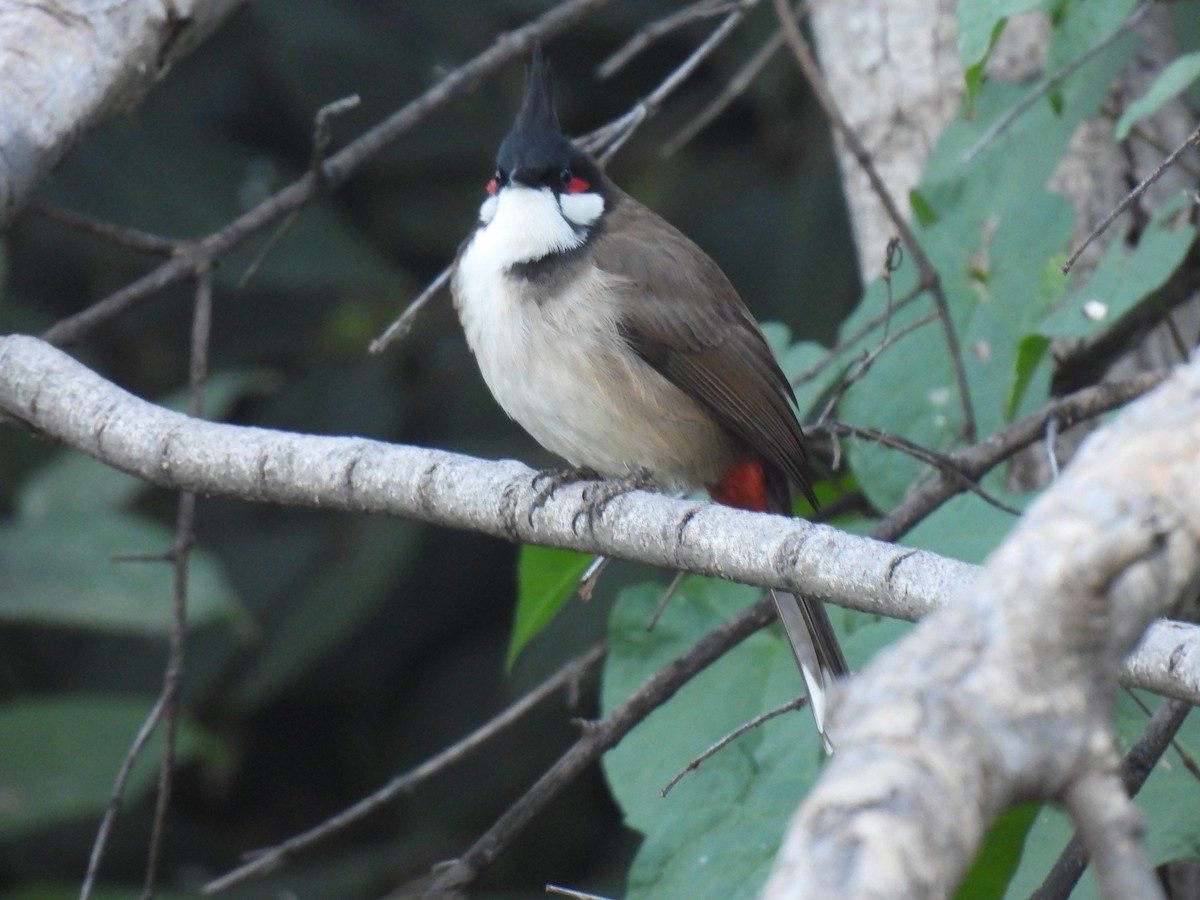 Красноухий бюльбюль - ML646759912