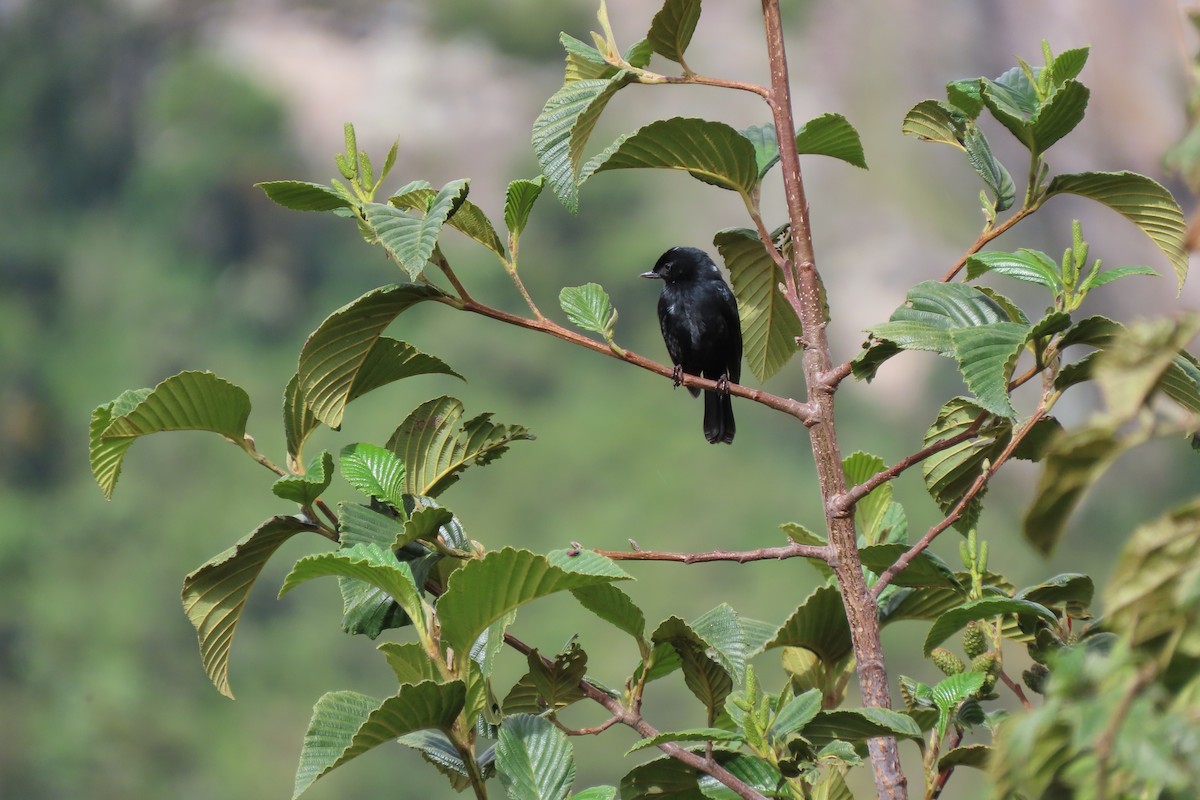 Black Flowerpiercer - ML646759913