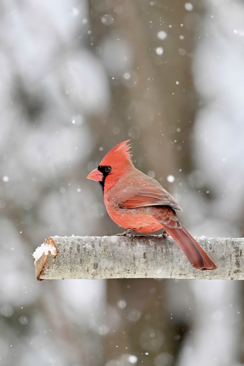 Красный кардинал - ML646759914