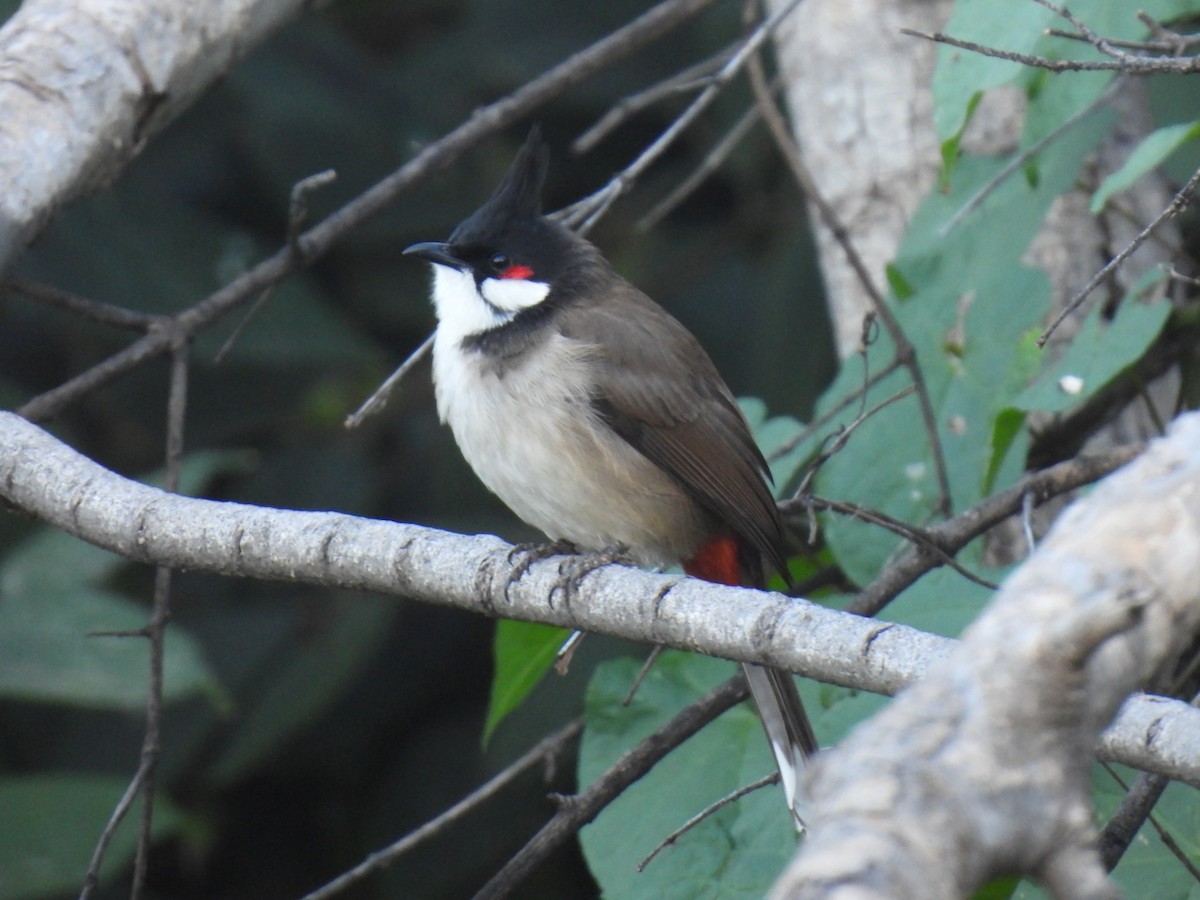 Красноухий бюльбюль - ML646759915