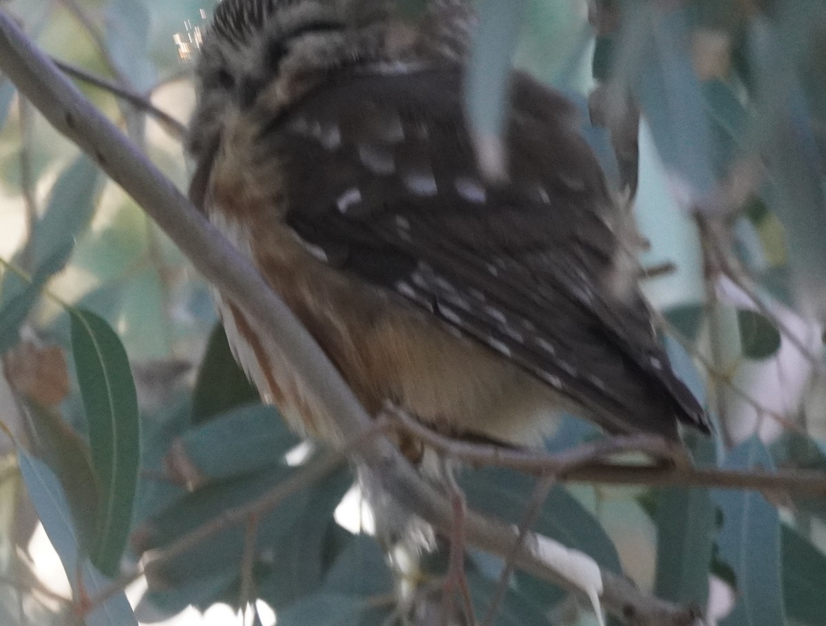 アメリカキンメフクロウ - ML646759920