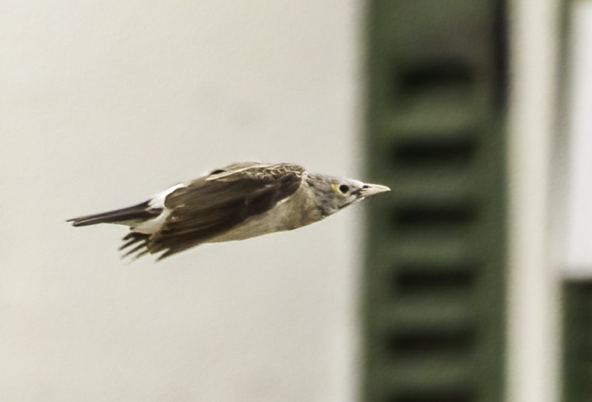Wattled Starling - ML646759921