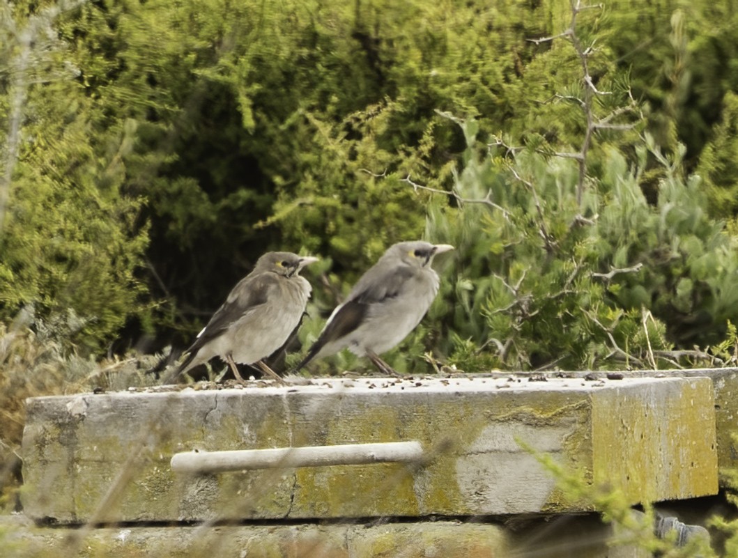 Wattled Starling - ML646759922