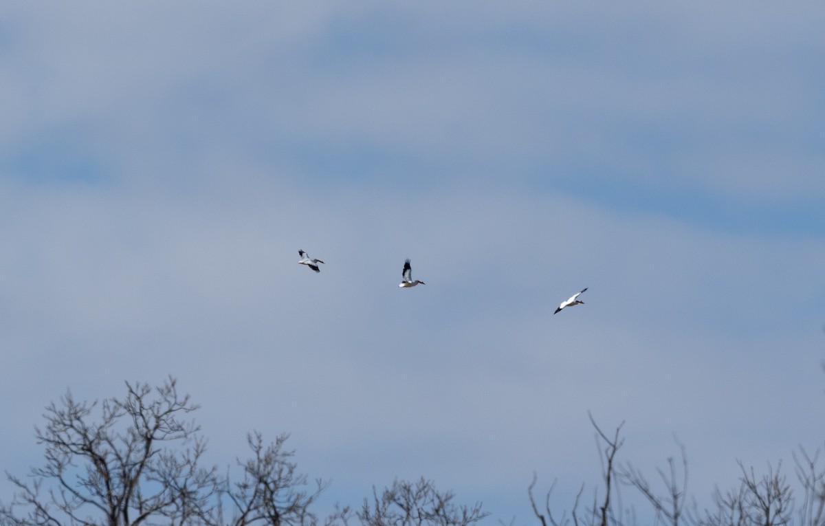 American White Pelican - ML646759923