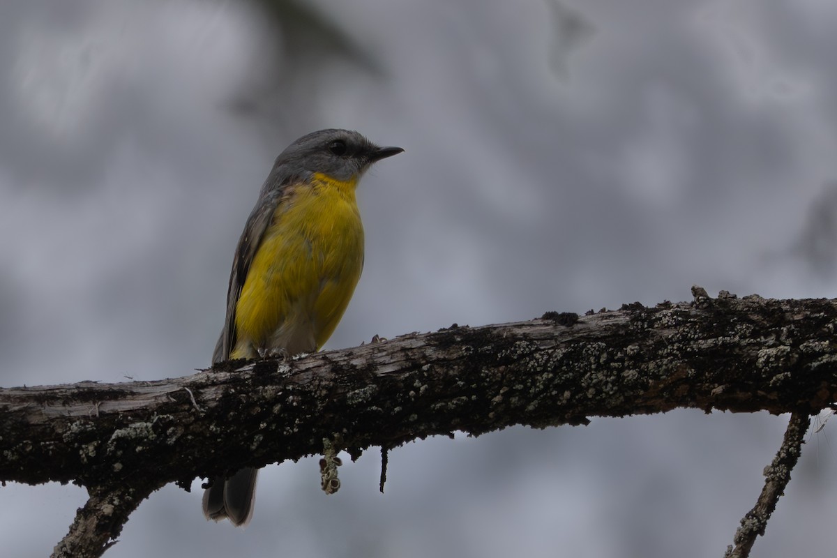 Goldbauchschnäpper - ML646759924