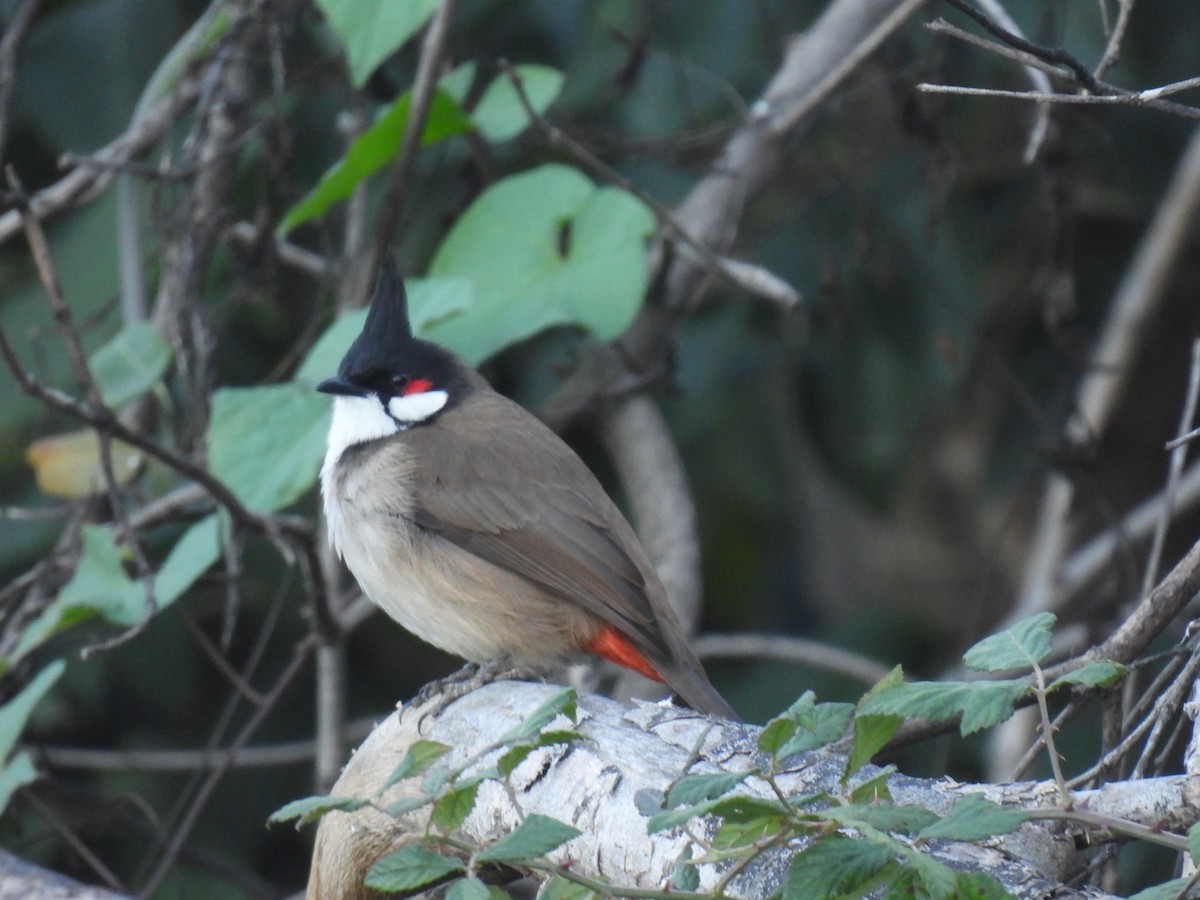 Красноухий бюльбюль - ML646759925