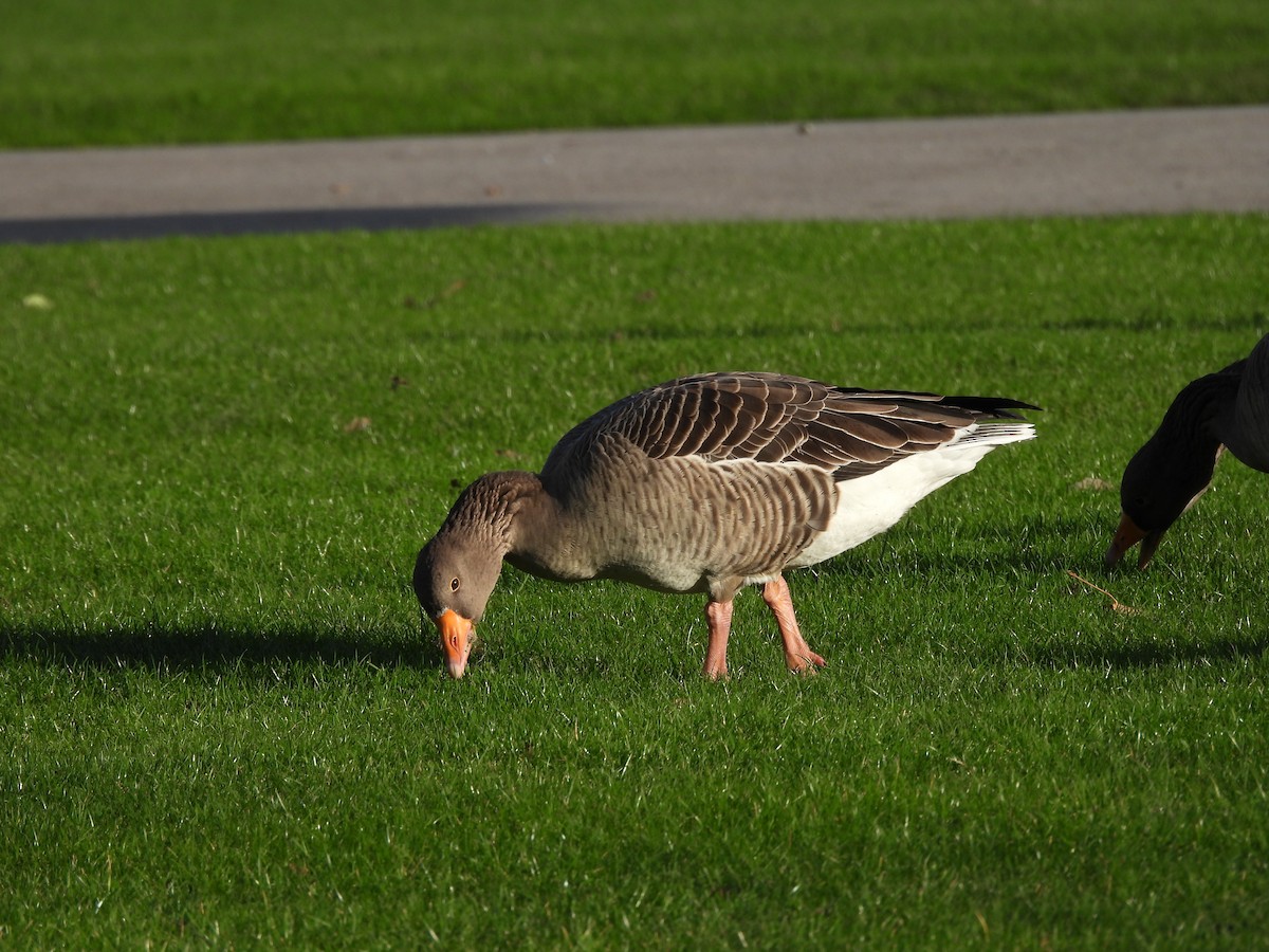 Oie cendrée - ML646759927