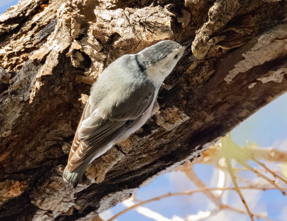 White-breasted Nuthatch - ML646759928