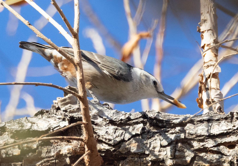 White-breasted Nuthatch - ML646759929