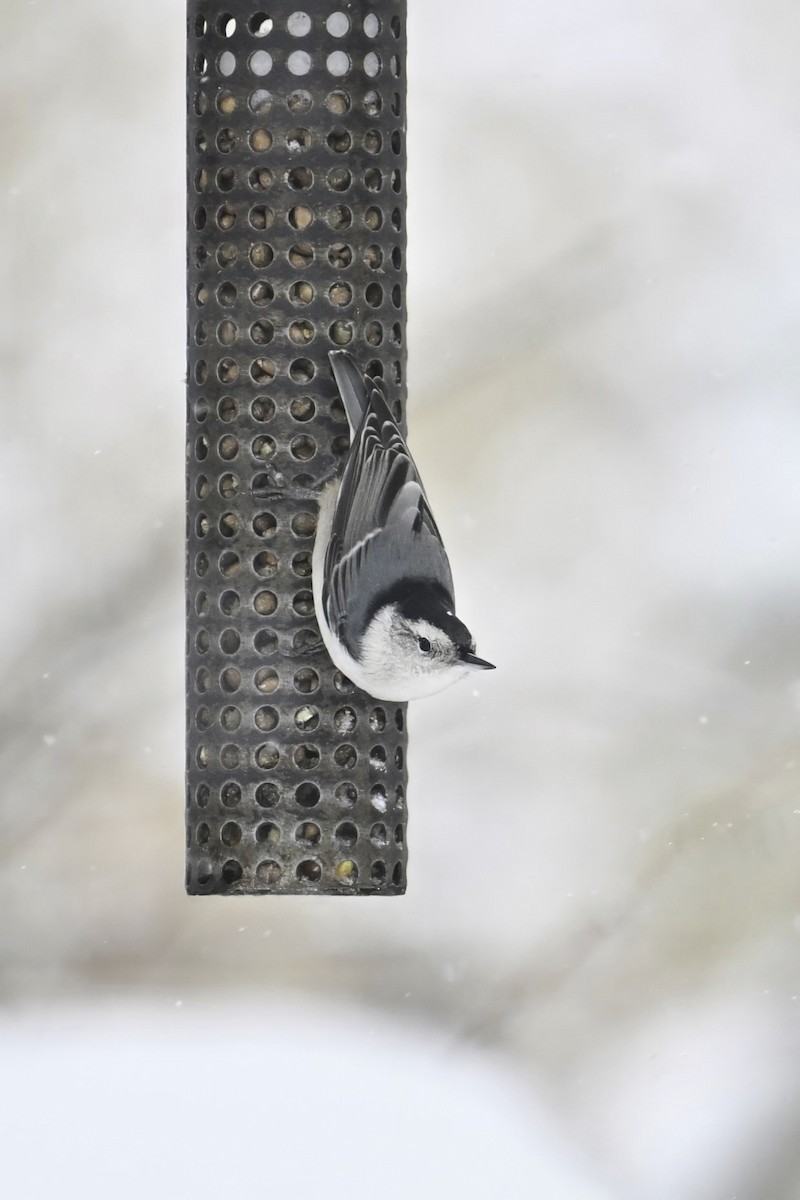 Sittelle à poitrine blanche - ML646759931