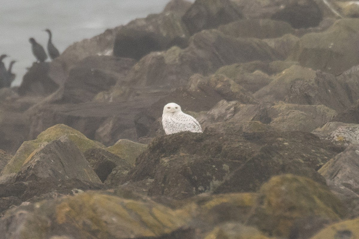 Snowy Owl - ML646759932