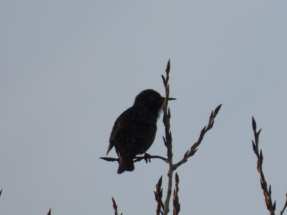 Обыкновенный скворец - ML646759934