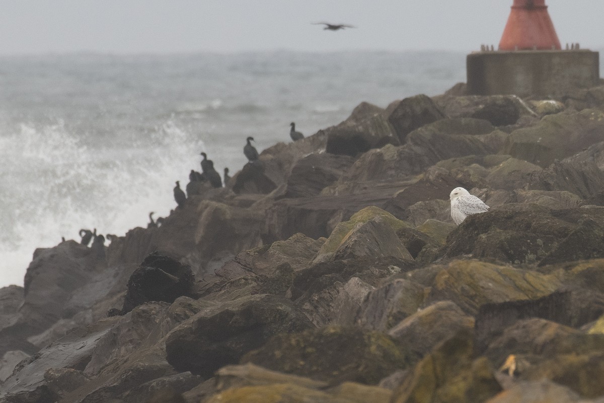 Snowy Owl - ML646759935