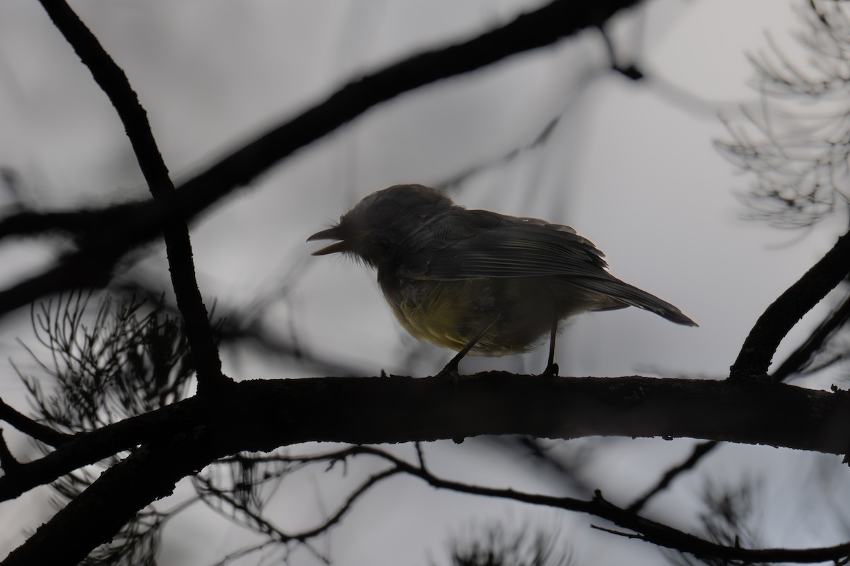 Goldbauchschnäpper - ML646759936