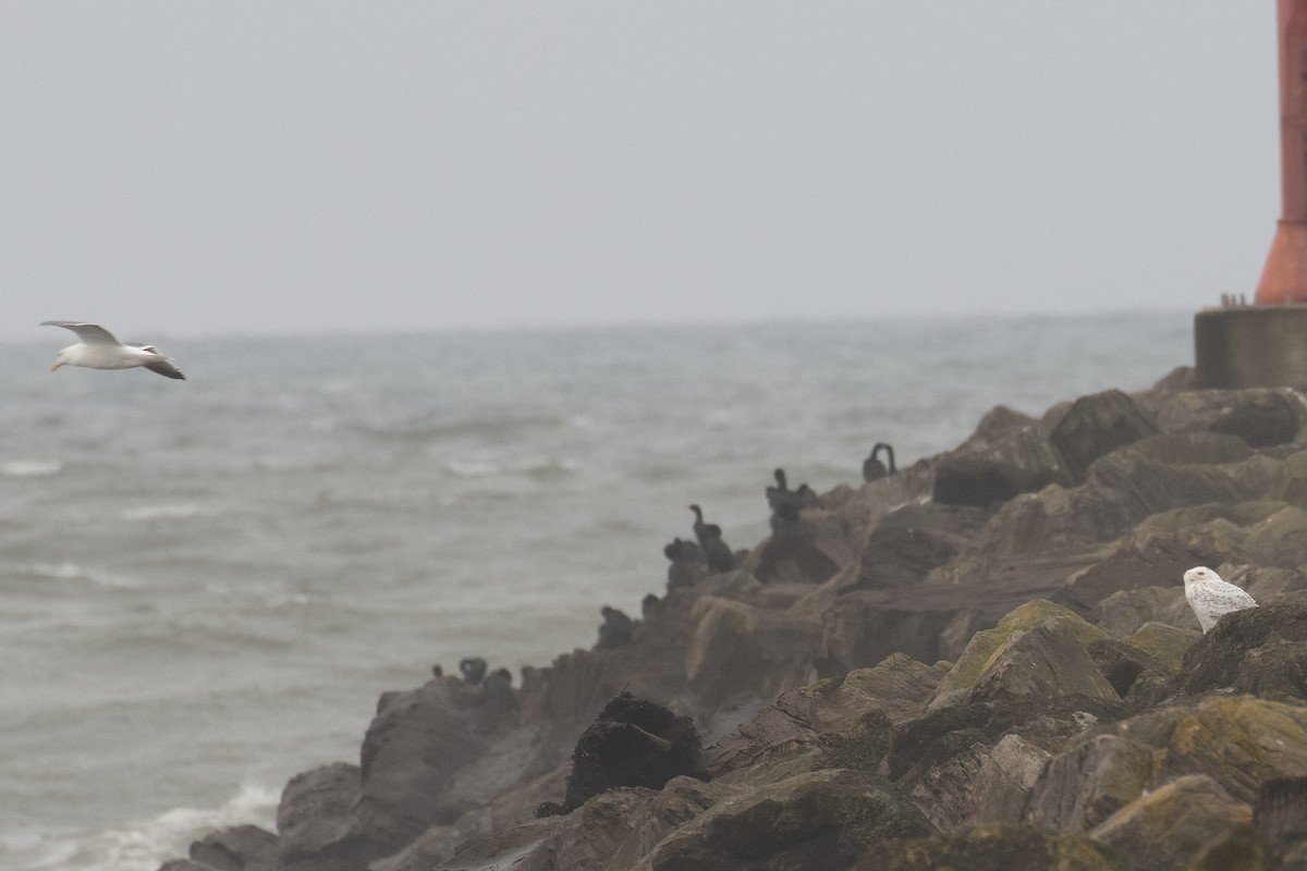 Snowy Owl - ML646759937