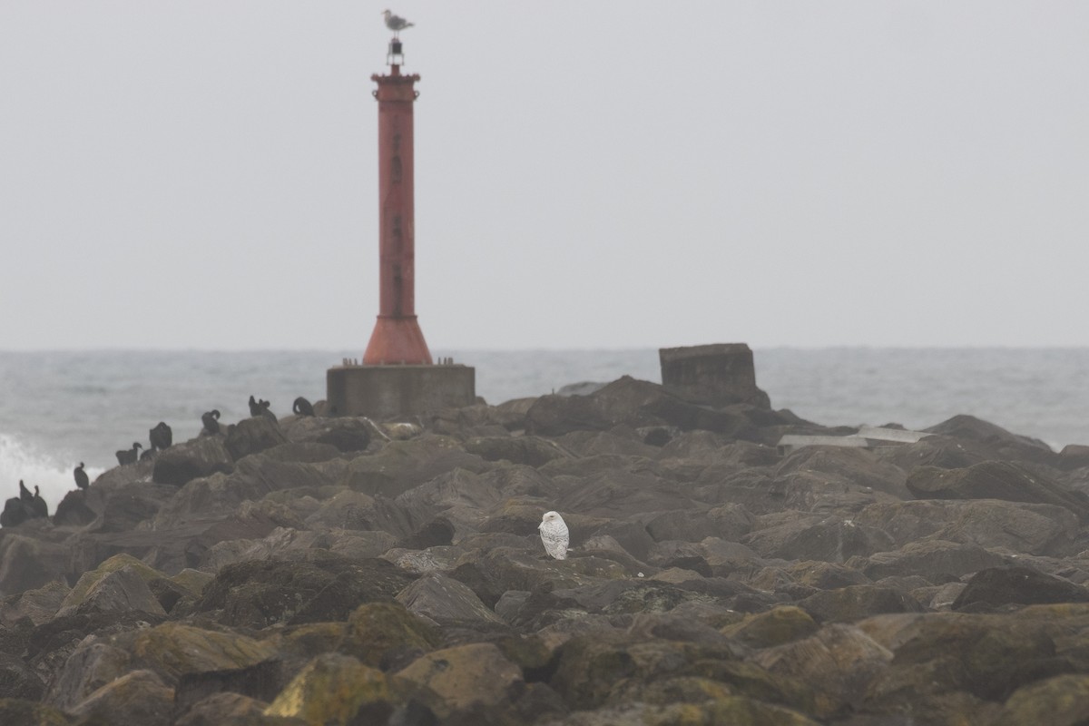 Snowy Owl - ML646759938