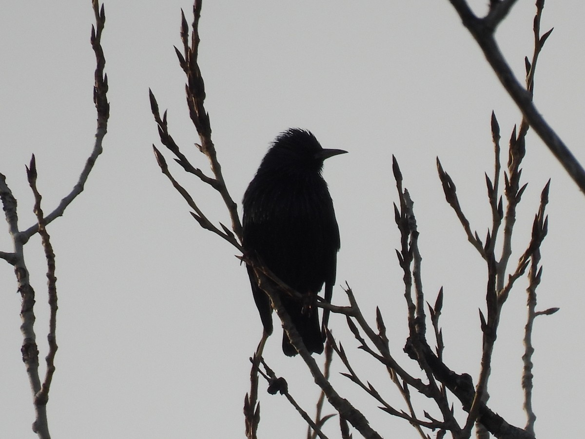 Spotless Starling - ML646759939